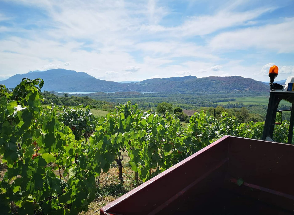 Vigneron Savoyard Vigneron Savoyard
