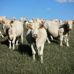 570-biocoop-thonon-bio-vache-viande-boucherie.webp