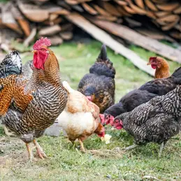 570-biocoop-thonon-poule-bio-viande-poulet.webp