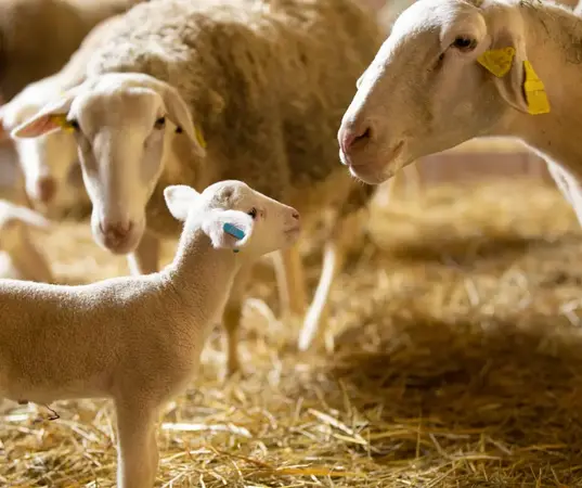 La Bergerie des Roches La Bergerie des Roches