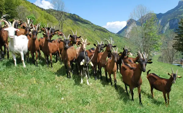 La ferme du Petit Mont La ferme du Petit Mont